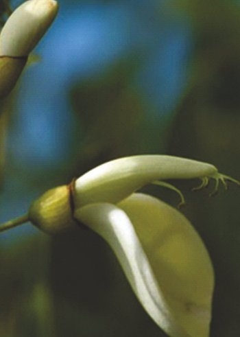  - Futuro Natural - Museo Nacional de Artes Visuales